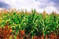 Double Yields and Income with Maize-Vegetable Intercropping